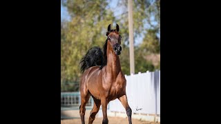 POLITICIAN Z  - Arabian colt