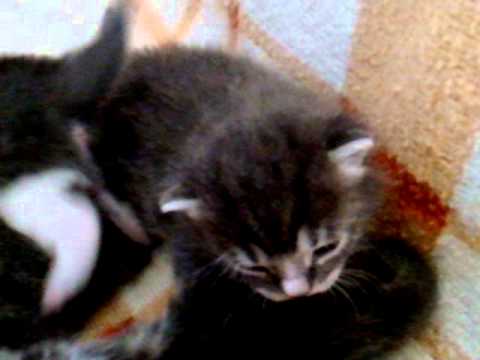 Les Chatons A 2 Semaines Youtube Les Chatons A 2 Semaines Youtube