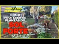 #COMO  proteger as #plantas do SOL FORTE.