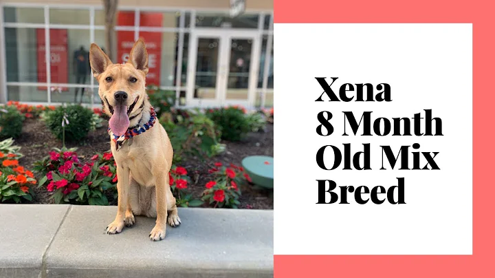 Xena | 8 Month Old Mix Breed | Confidence Building | Best Dog Training Columbus