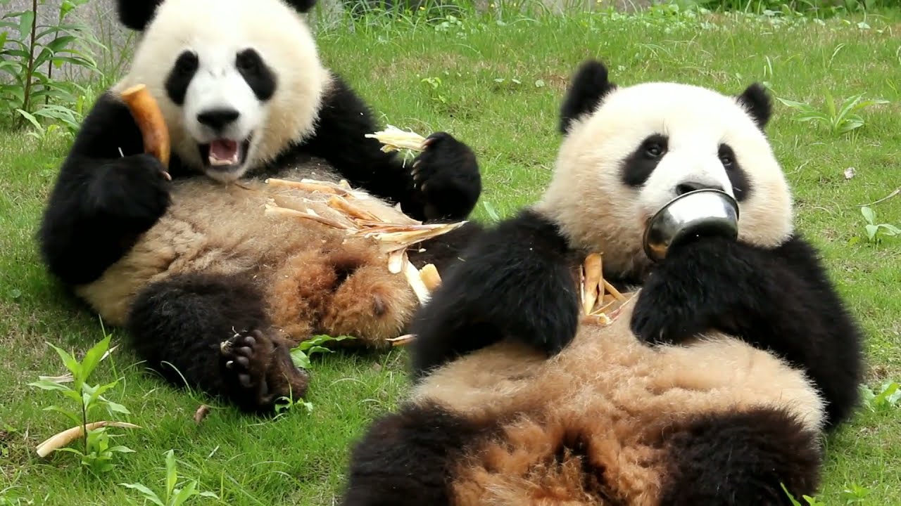 仁琥 くまちゃんとbig花束♡カッティング ダイ かまあげとさか