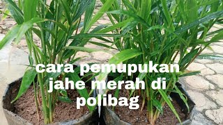CARA PEMUPUKAN JAHE MERAH DI POLYBAG