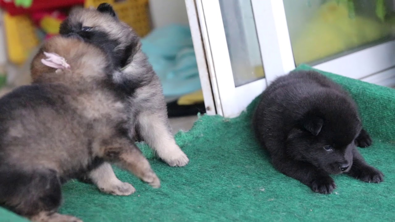 Eurasier pups 4 weeks old