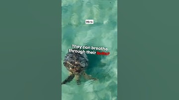 Turtles can breathe through their butts#FunAnimalFacts #Wildlife #TurtleHibernation #NatureIsWeird