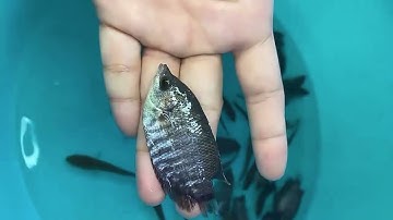 @calocvn ✅ Cá Giống Nước Ngọt: Cá Lóc Bông Thái giá 2k/con #cágiống #cálócbông @cadacsan #fingerling