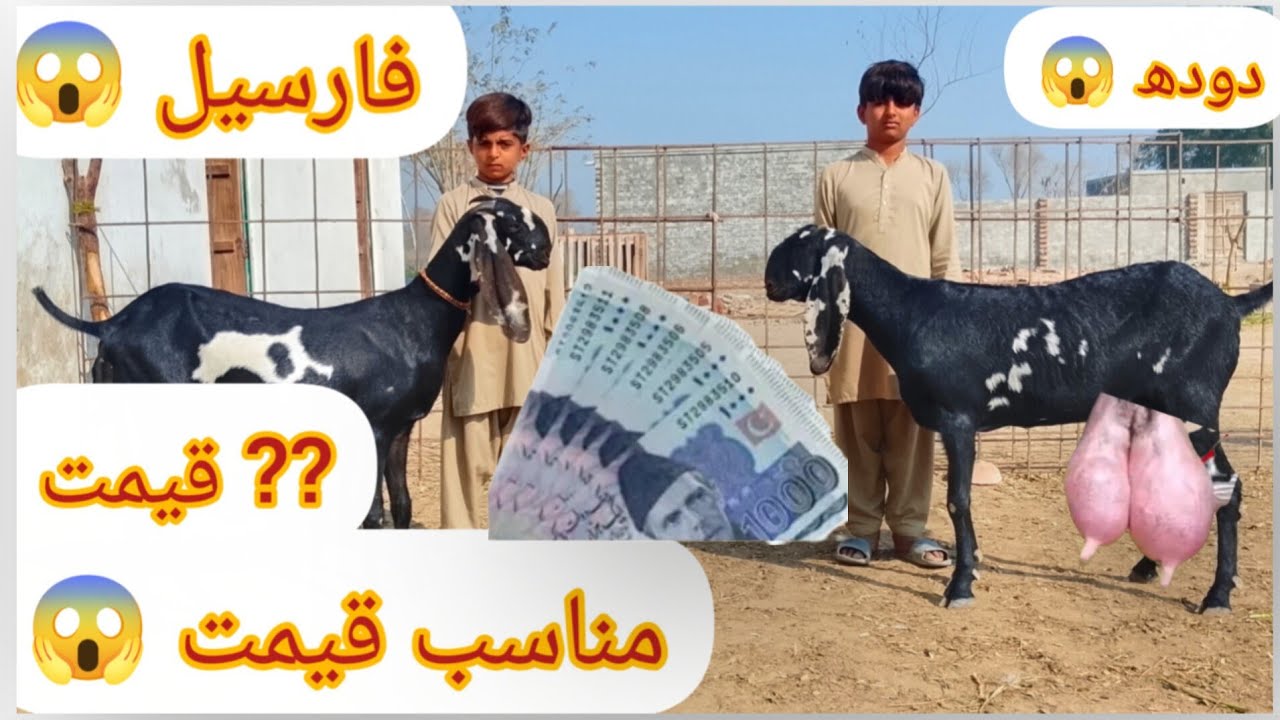 #goat for sale,#beetalgoat for sale,#goatfarming the best video #beautifullgoats ,03326304460