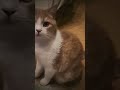 F-22 and a cat?🤣🇺🇸🐈