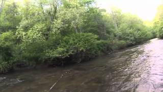 Overly Dramatic Video Of A Tiny Fish