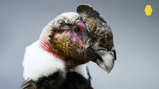 Andean Condor
