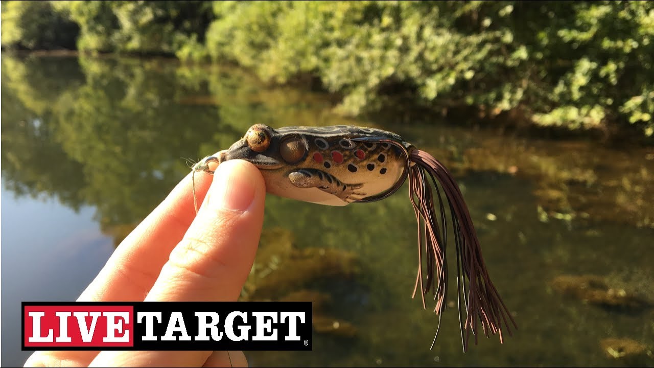 Bass Fishing with the Livetarget Frog (CRAZY Topwater Action