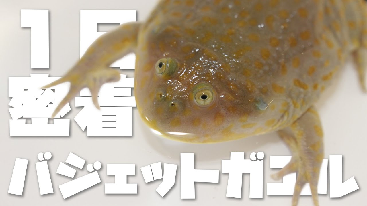 バジェットガエルの1日