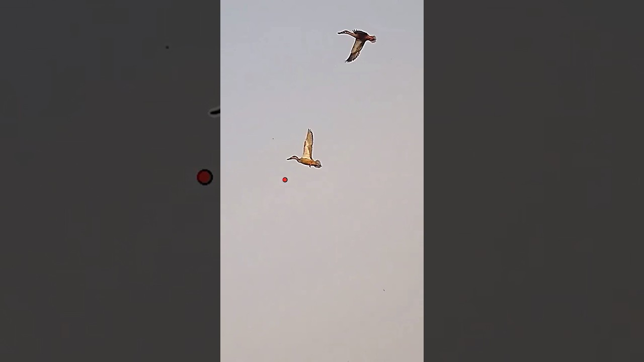 Duck Hunt | Shoveler duck shooting with Shotkam 3gen shot feed 