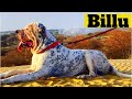 Indian mastiff bully kutta billu l dogss l bully kutta import export