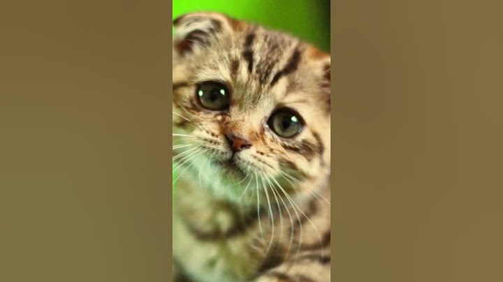 КОТЕНОК ПЛАЧЕТ!!ВКЛЮЧИ ЗВУК СВОЕМУ ПИТОМЦУ!КОТЕНОК ЗОВЕТ МАМУ! #animals #animalsvideo #котенок #звук