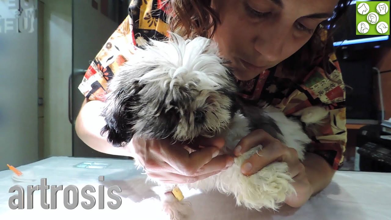 acupuntura veterinaria