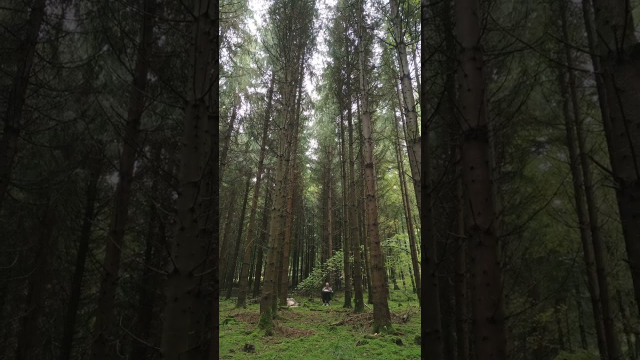 Sounds of the Forest