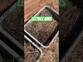 #growingfood #containergardening #lettuce