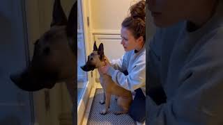 Dog Refused To Leave The Door Before The Flood