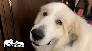 ひとりのお留守番はとても寂しいアランです　Great Pyrenees　グレートピレニーズ
