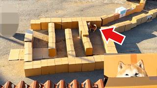 巨大迷宮に迷い込むも、家族が見えた瞬間IQ15000になり一瞬で突破してしまう柴犬