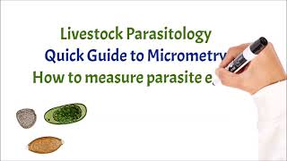 How to measure a parasite egg in µm (micrometers)