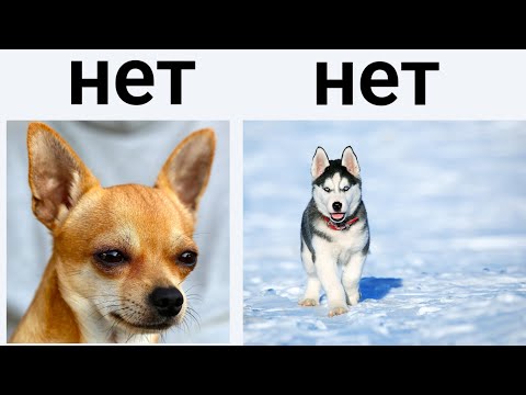 20 Самых опасных пород Собак для Семей с детьми !