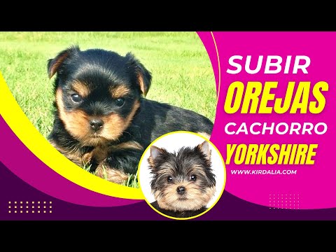 Vídeo: Com Posar Orelles A Un Yorkshire Terrier