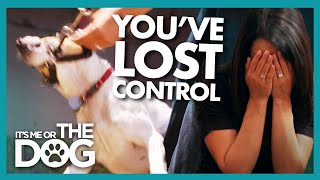 Owners' Stress and Impatience Impact their Dog | It's Me or The Dog