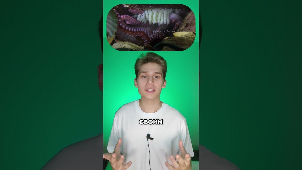 Жуткая депрессия у осьминогов?!   