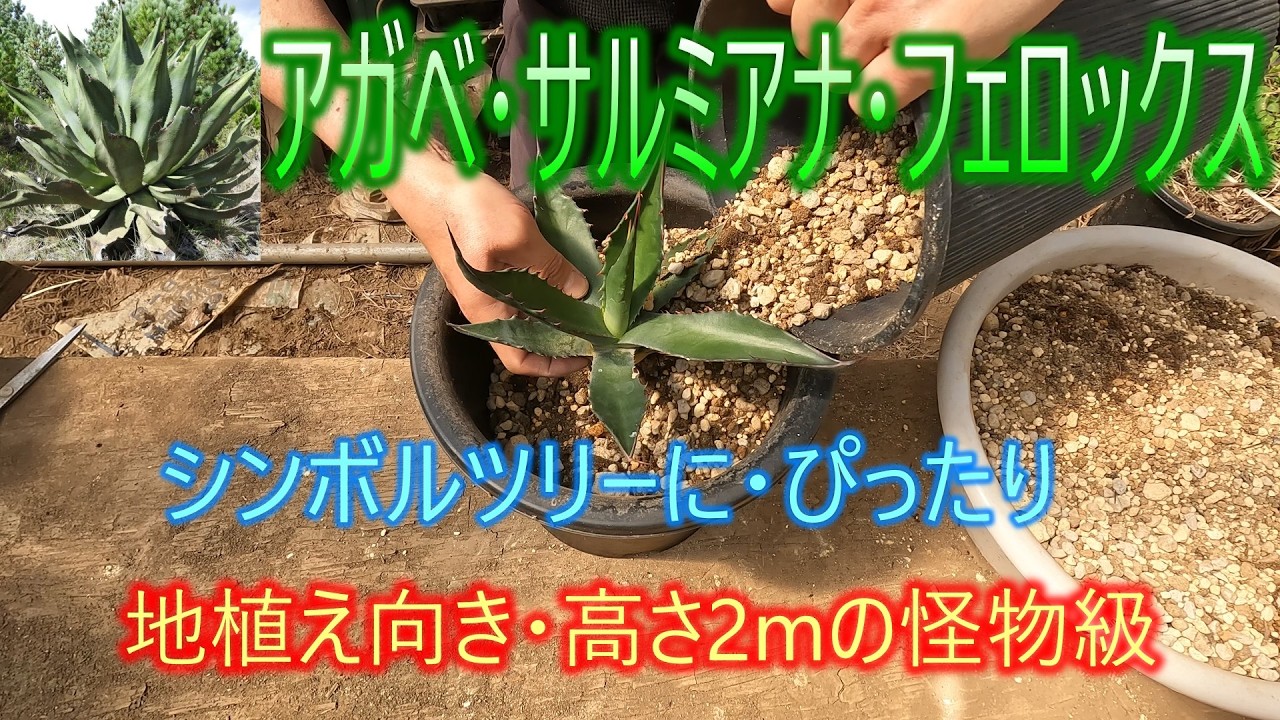 Agave salmiana var. ferox] Perfect as a Symbol Tree, Best for