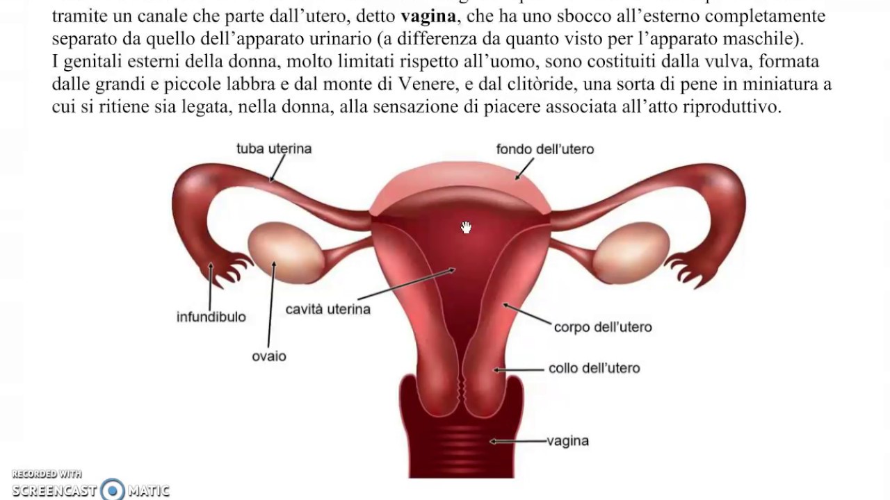 apparato sessuale femminile apparato sessuale femminile