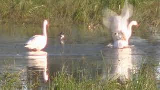Lagunas de Santa Fe Laguna El Tigre Laguna del Plata Argentina 2020