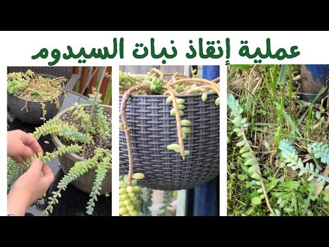 فيديو: Sedum: زراعة ورعاية