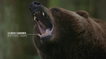MTBer Chased by a Grizzly Bear  |  The unReal World