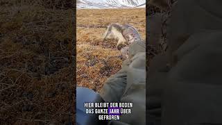 Das nördlichste bewohnte Gebiet der Welt ❄️🐻❄️