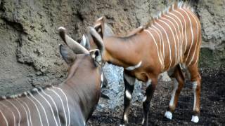 Bongos Orientales, Una Bella Especie De Antílope En Peligro Crítico De Extinción