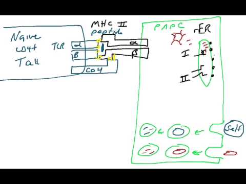 MHC II antigen processing