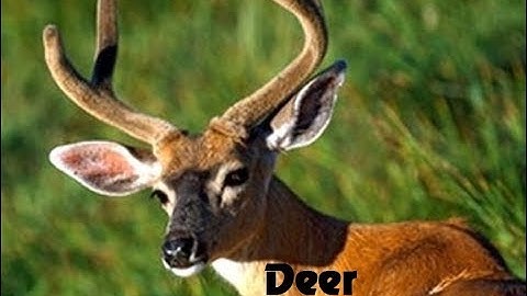 Động Vật hoang dã - Khu du lịch Hồ Núi Cốc