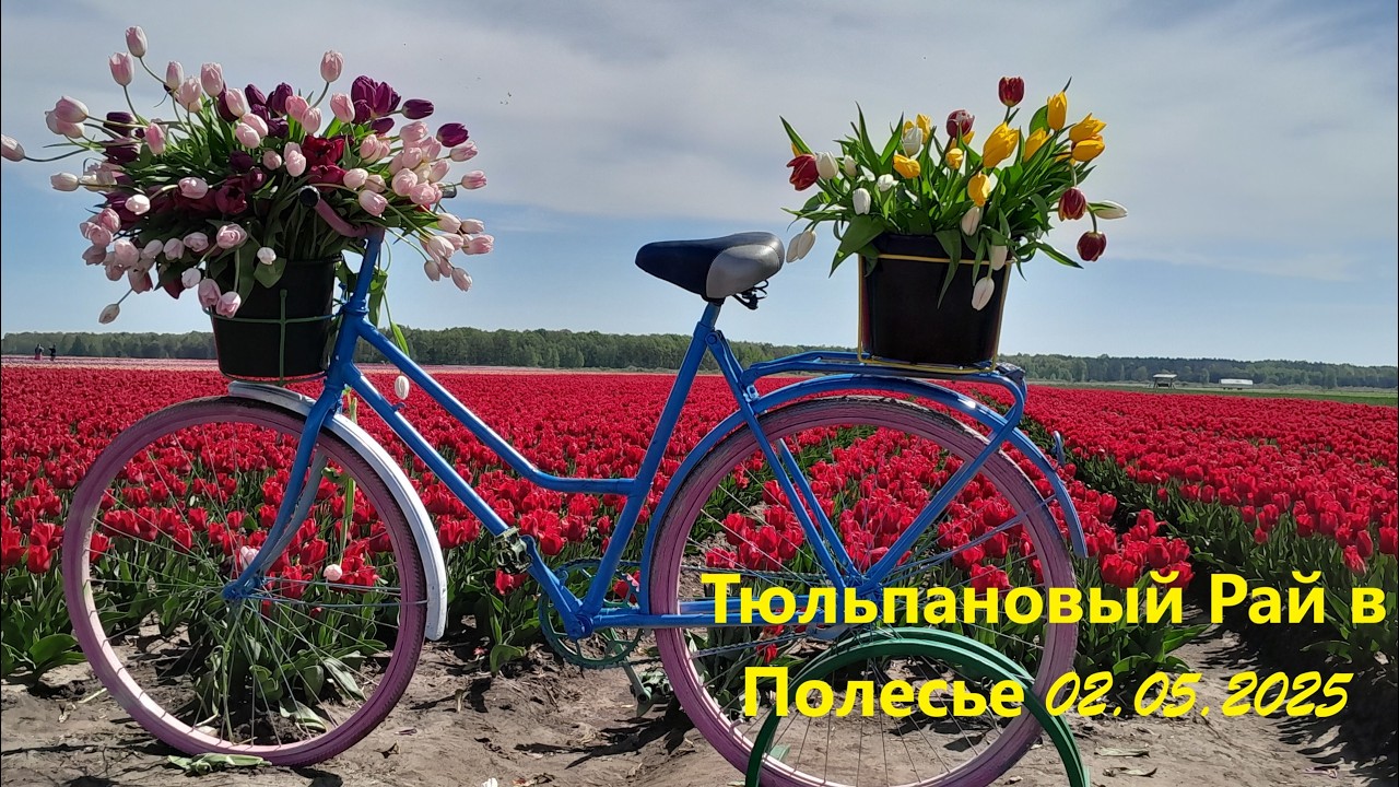 Находка Полесья. Поездка на тюльпановые плантации