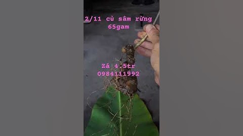 Củ #Sâm Ngọc Linh rừng 65gram già tím lịm , bộ rễ đầy quyến rũ dáng sâm dài đẹp vạn người mê.