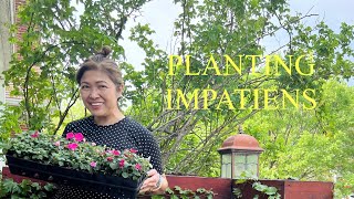 Planting Impatiens Promise Rodriguez