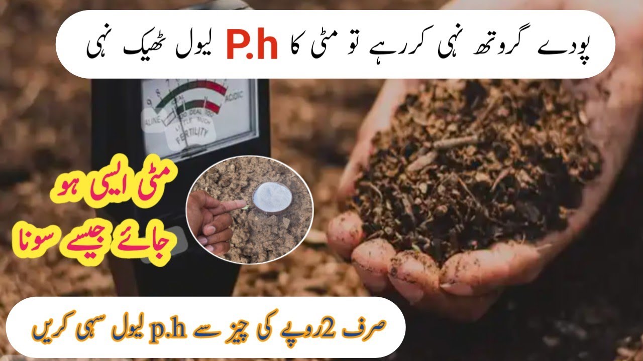 How to check ph level and how to control soil ph level. Miti ko sona ...