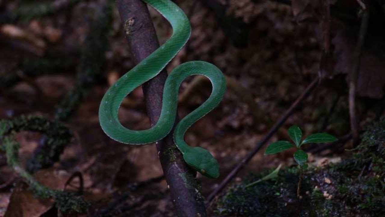 Emerald Snake: Nature's Green Jewel 