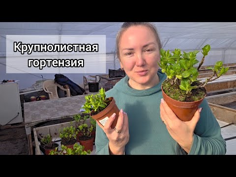 Приобрела себе крупнолистные гортензии