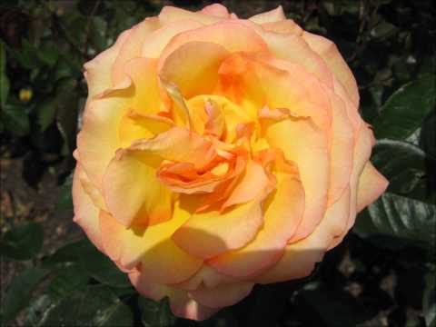 Nat King Cole - Love Is The Thing
