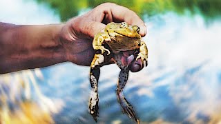 What Happens If You Put a Frog In Liquid Nitrogen?