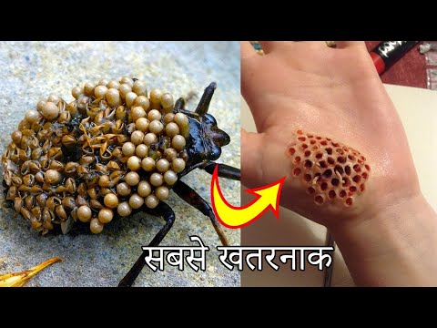 वीडियो: बगीचे के कीड़े (14 तस्वीरें): संघर्ष के साधन। वे क्या खाते हैं? उपयोगी और हानिकारक के बीच अंतर कैसे करें? 