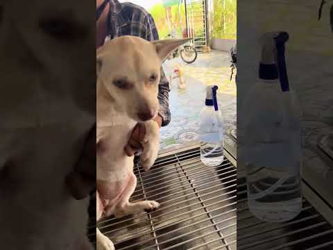 Thất tình tự nhiên bắt đi tiêm ngừa là sao cha 😂 #yeulu #shorts