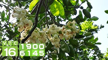 Chiêu độc kích thích bưởi ra hoa, đậu quả I VTC16