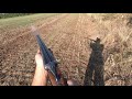 Охота на перепела с собакой. Hunting.